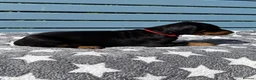 Dobermann dogs for sale: Fully health tested, champion lines - Advert 2