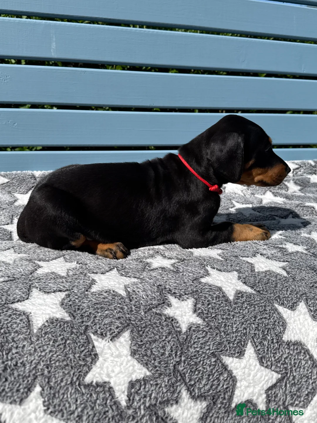 Dobermann dogs for sale: Fully health tested, champion lines - Advert 2
