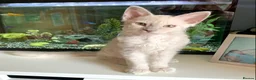 LaPerm cats for sale: Cuddly, curly-coated LaPerm kittens. - Advert 32