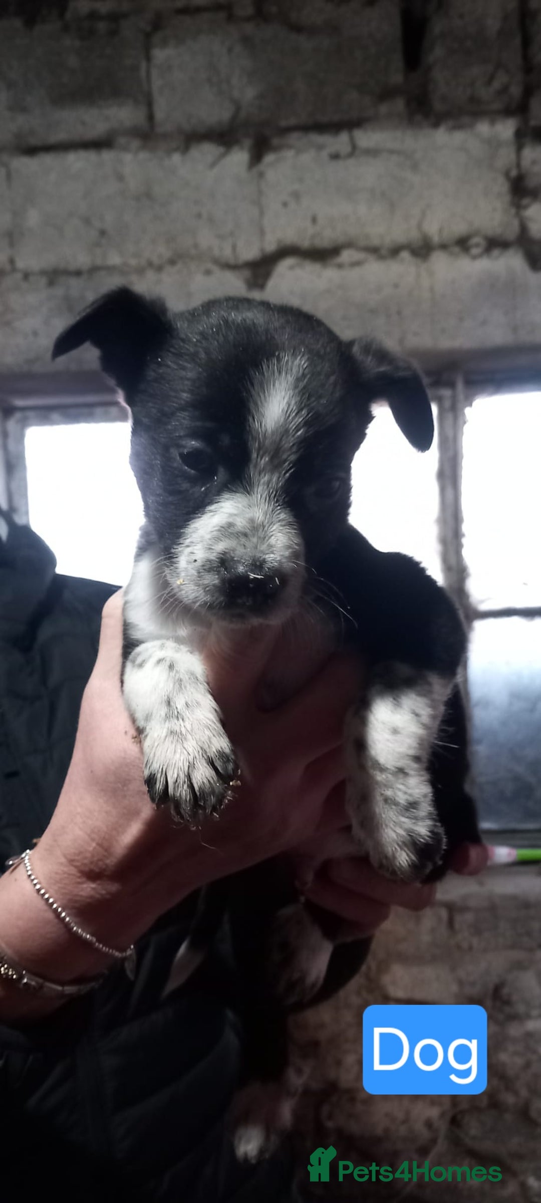 Border Collie dogs for sale: Border Collie Pups - Advert 3