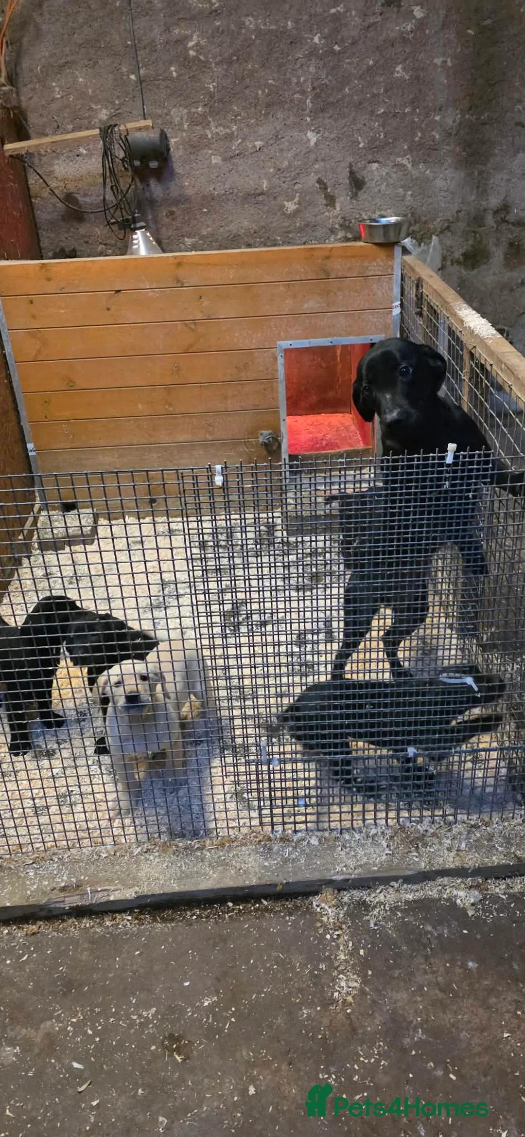 Labrador Retriever dogs for sale: Yellow Labrador puppy  - Advert 2