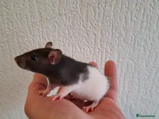 Rat rodents BABY RATS READY NOW - Advert 1