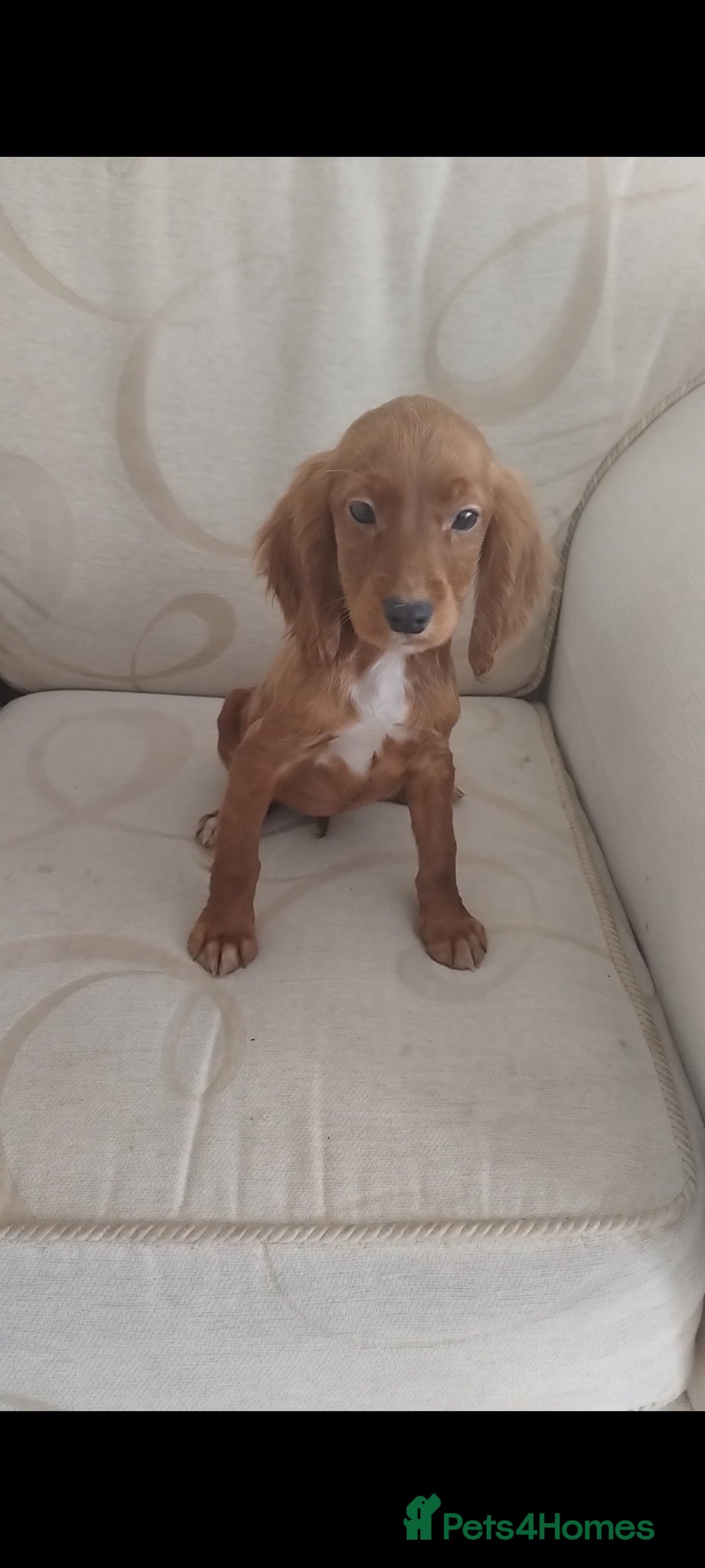 Cocker Spaniel dogs Cocker spaniel puppies  - Advert 16