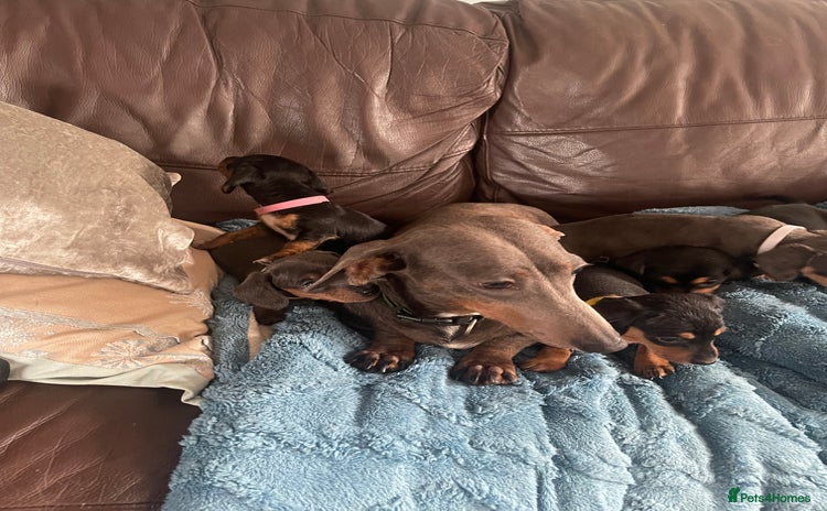 Dachshund dogs - Advert 1