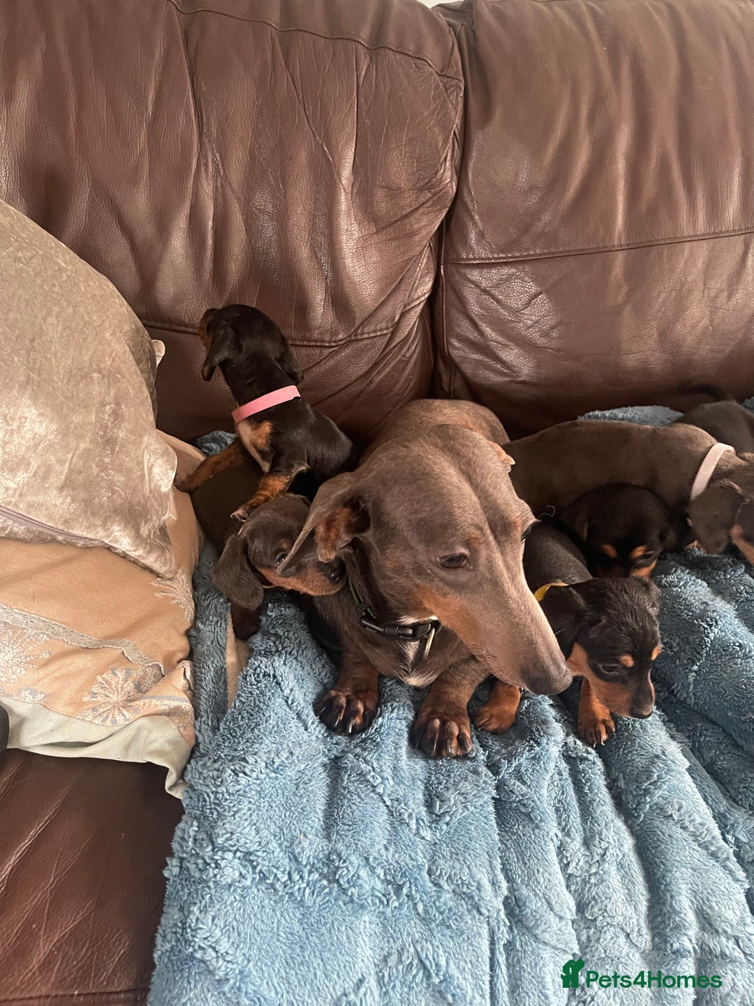 Dachshund dogs for sale: Miniature Dachshund stunning  - Image 1