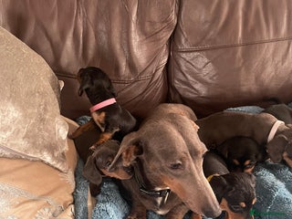 Dachshund dogs - Advert 1