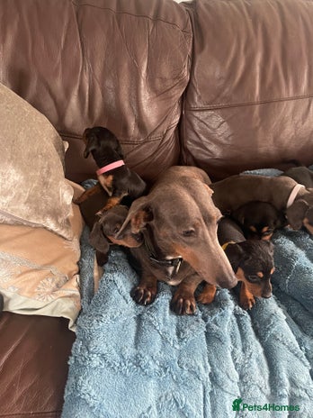 Dachshund dogs - Advert 1