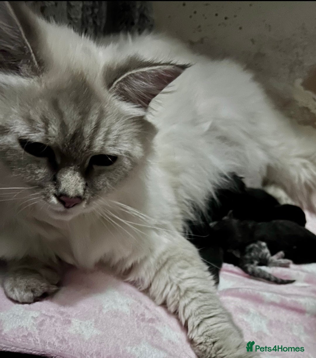 Siberian cats for sale: 🩵 4 adorable male Siberian x Persian kittens 🩵 - Advert 2