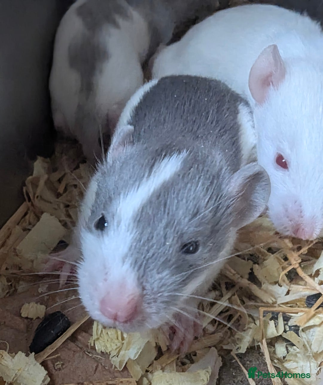 Rat rodents for sale: Fancy,Dumbo,Siamese & Rex ( NEW LITTERS AVAILABLE) - Image 10