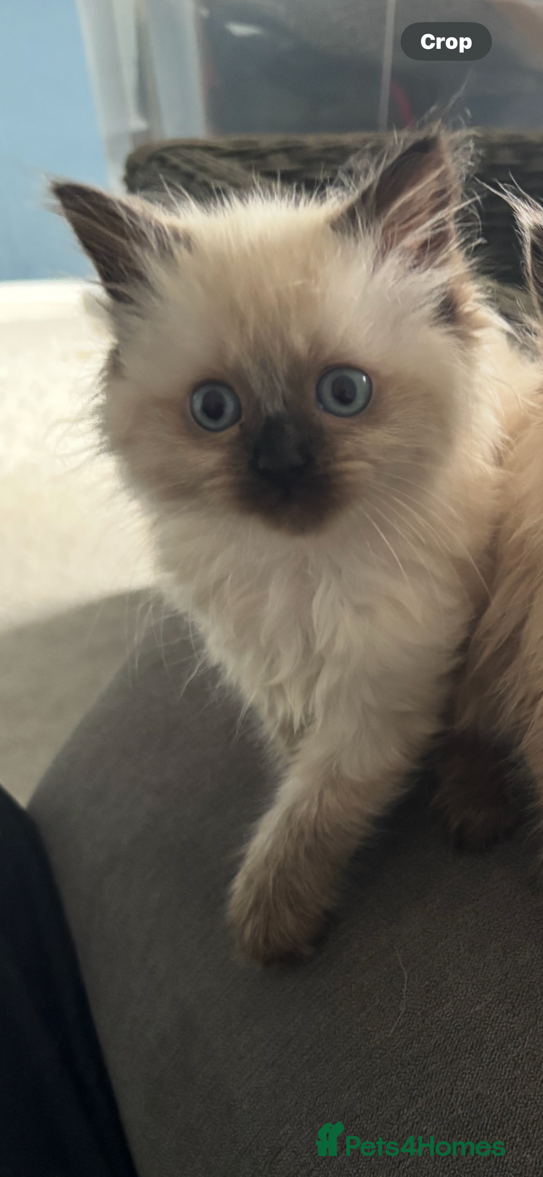 Ragdoll cats for sale: Last female Pure ragdoll kitten seal point  - Image 1