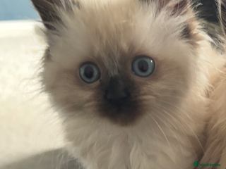 Ragdoll cats - Advert 20