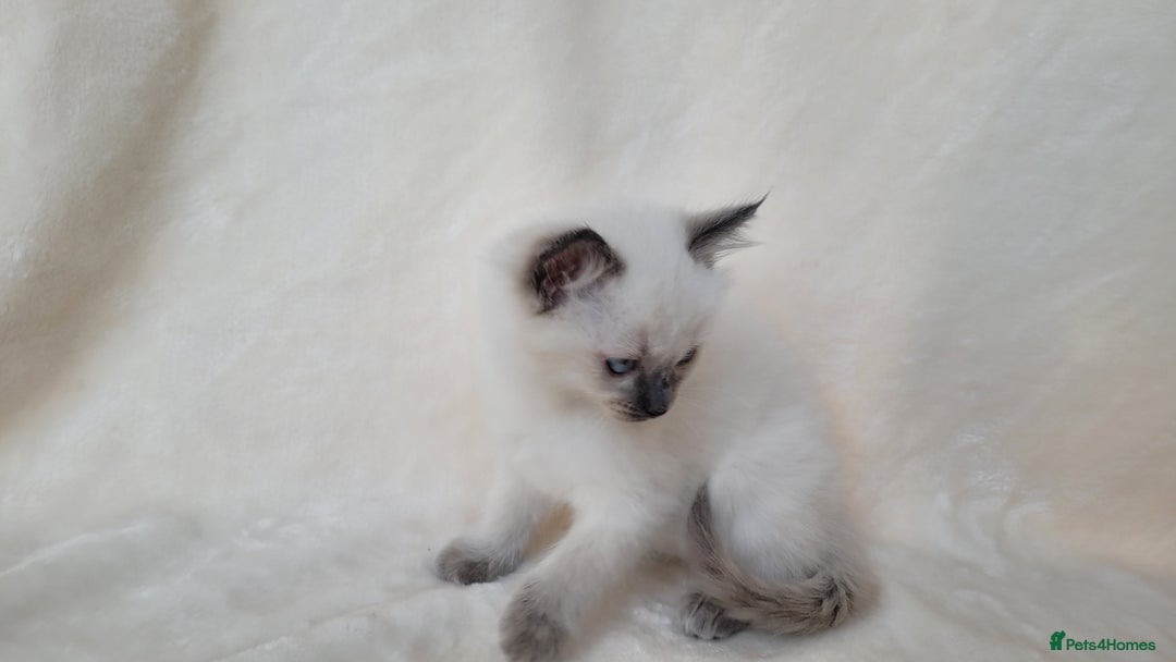 Ragdoll cats for sale: Ragdoll kittens for sale - Image 10