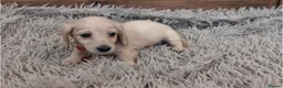 Miniature Dachshund dogs for sale: 🐾 Beautiful Miniature Dachshund Puppies 🐾 - Advert 10