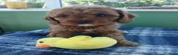 Cavapoo dogs for sale: Cavapoo puppies for sale - Advert 13