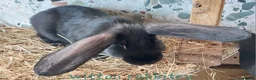 Continental Giant rabbits for sale: Continental X  in Durham - Advert 2