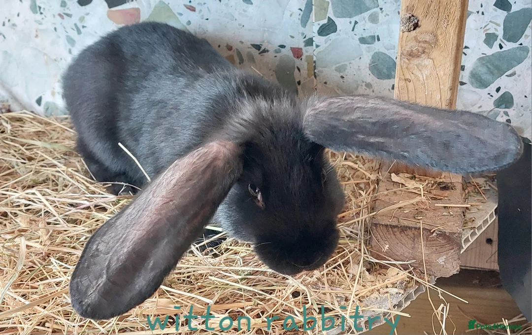 Continental Giant rabbits for sale: Continental X  in Durham - Advert 2