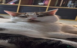 Mixed Breed cats for sale: Male cat for rehoming - Image 3