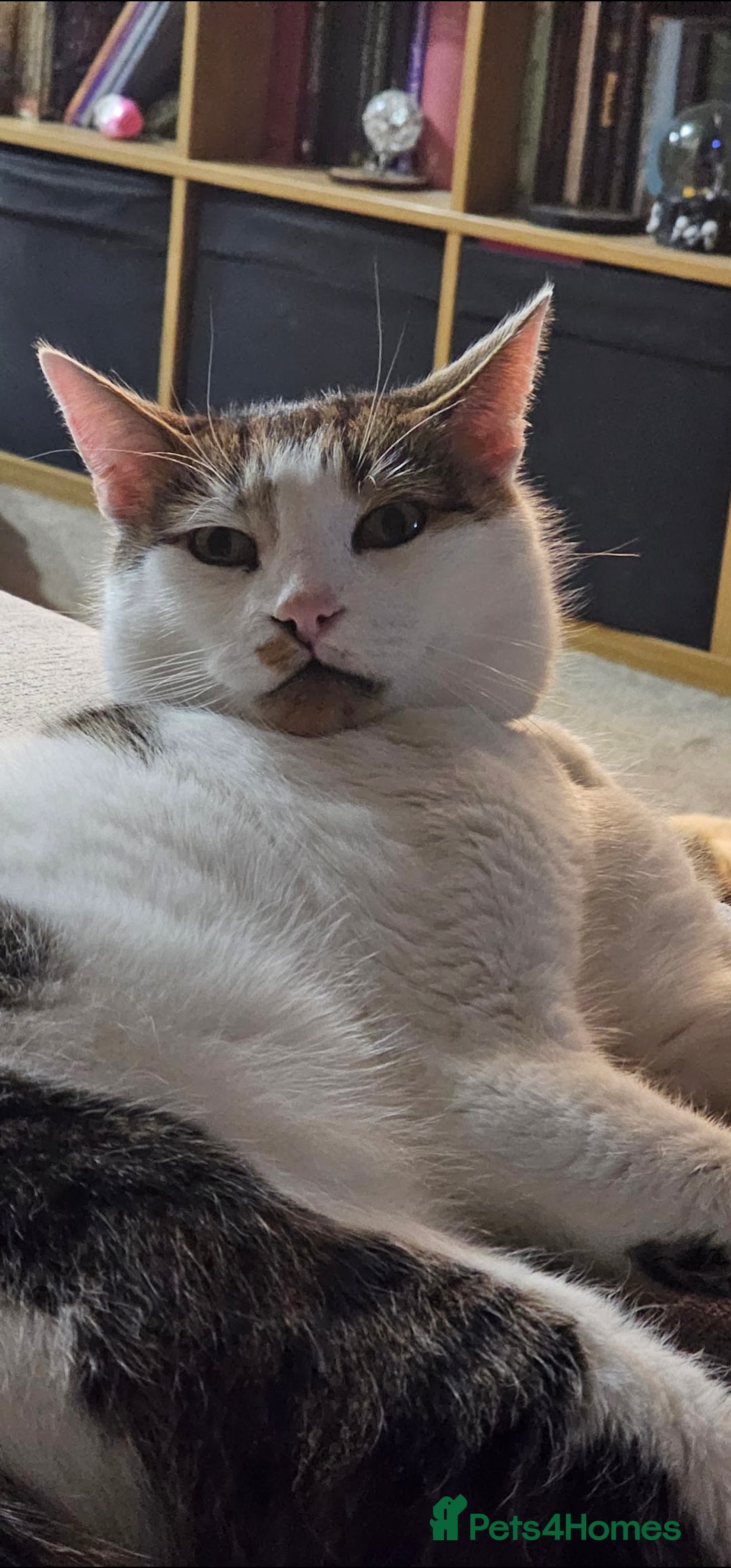 Mixed Breed cats for sale: Male cat for rehoming - Image 3