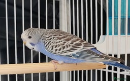 Budgerigars birds for sale: Beautiful Baby Budgies  - Image 7