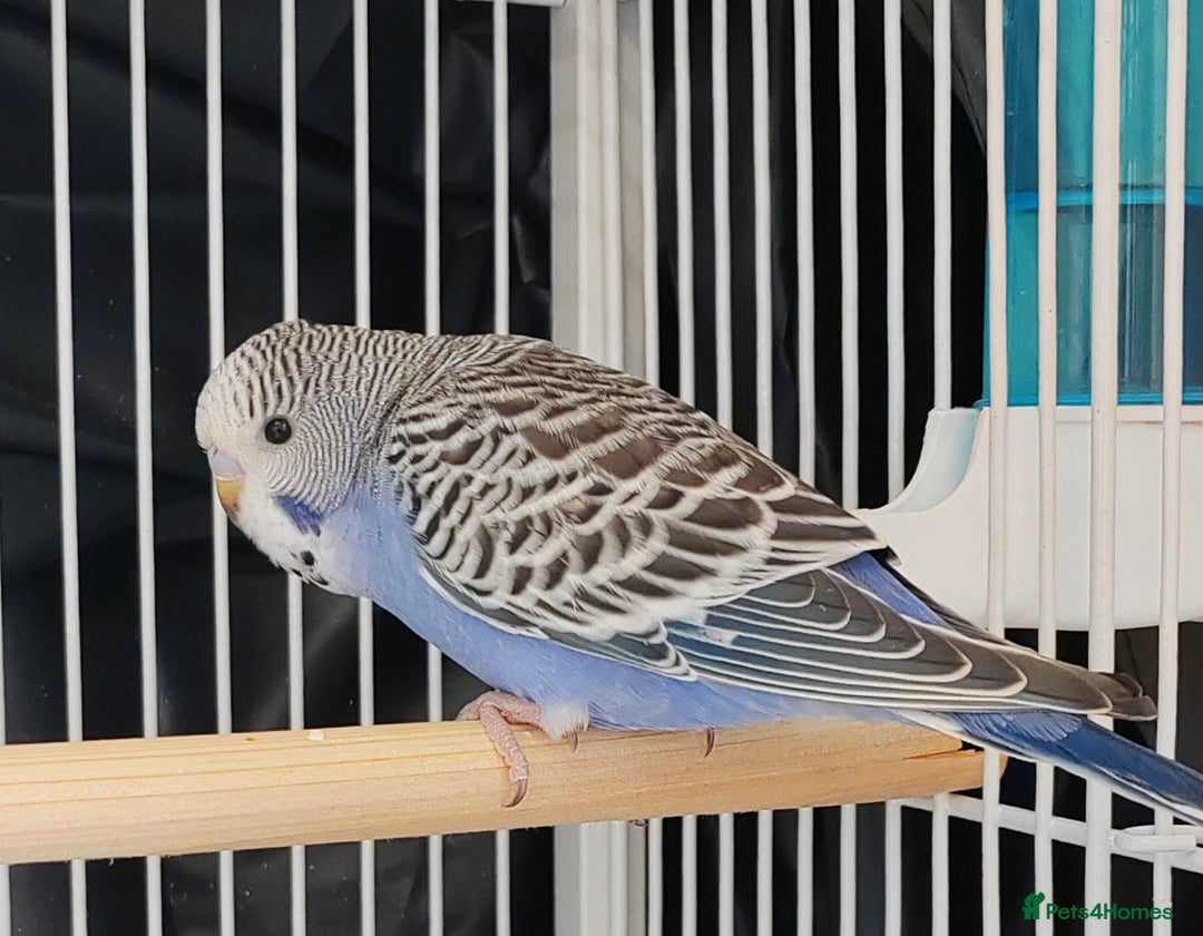 Budgerigars birds for sale: Beautiful Baby Budgies  - Image 7