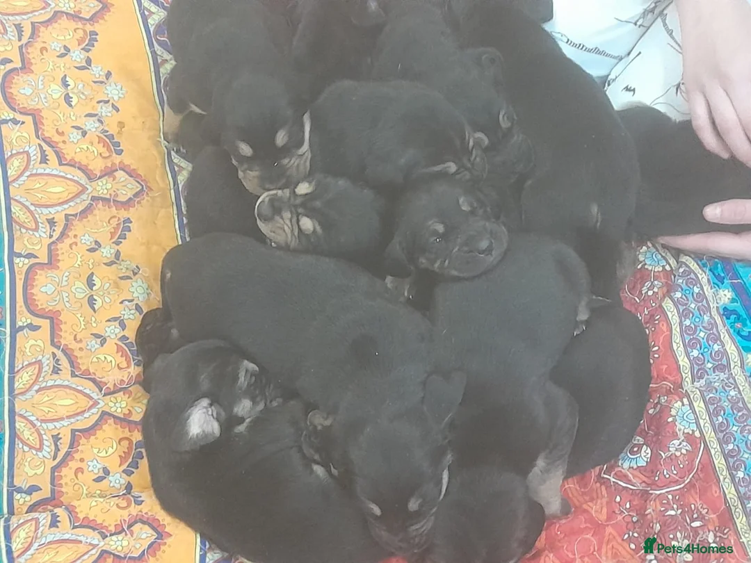 Bloodhound dogs for sale: Bloodhound Puppies - Advert 3