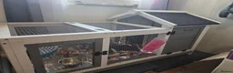 Mixed Breed rabbits for sale: Guinea Pigs in Lydney - Advert 4