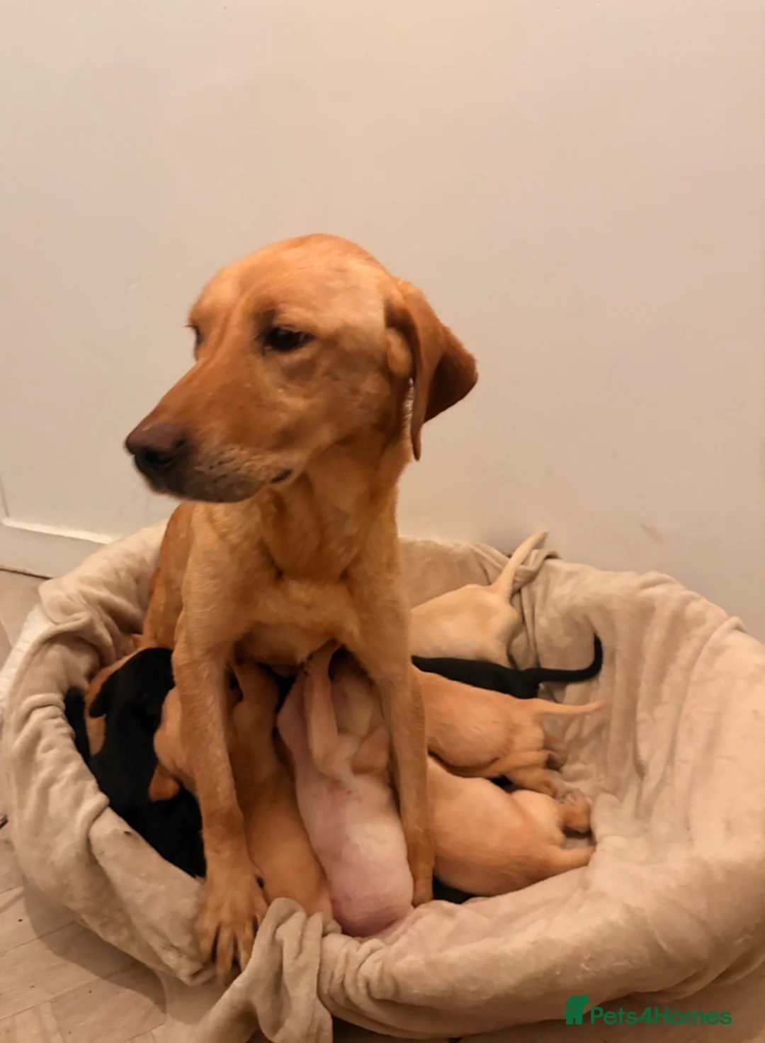 Labrador Retriever dogs for sale: Labrador puppies  - Advert 1