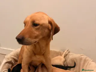 Labrador Retriever dogs Labrador puppies - Advert 4