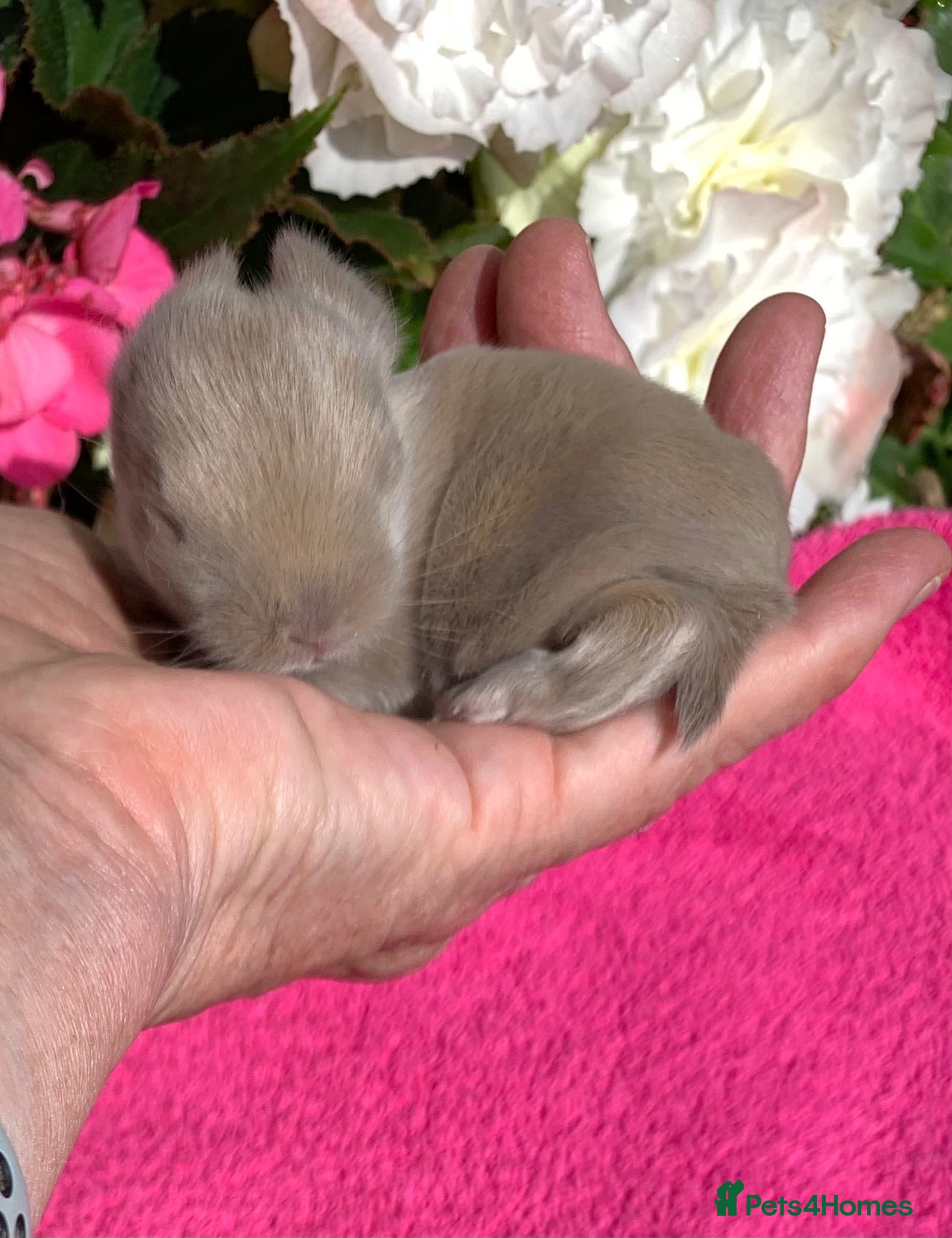Mini Lop rabbits Gorgeous mini lop babies ready October - Advert 15