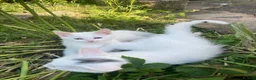 Turkish Van cats for sale: Gorgeous Turkish Van Kittens in Potters Bar - Advert 33
