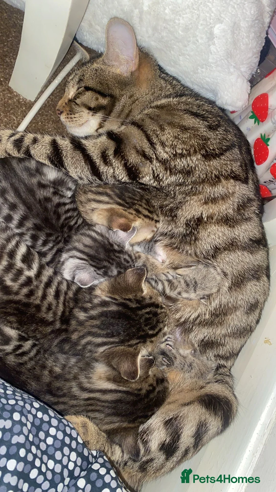 Mixed Breed cats for sale: 4 mixed breed kittens  - Advert 1