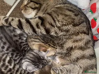 Mixed Breed cats 4 mixed breed kittens - Advert 1