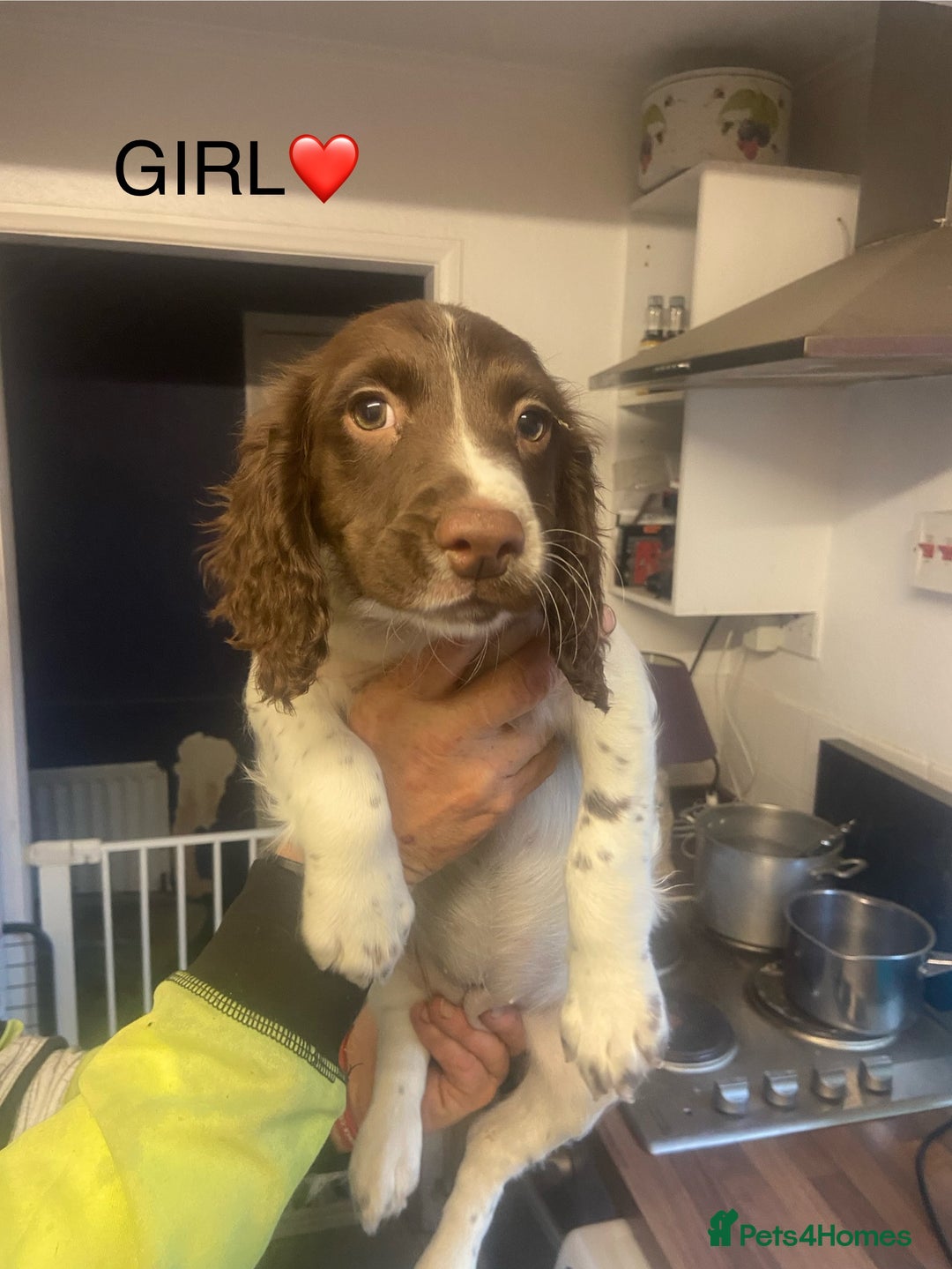 English Springer Spaniel dogs for sale: Springer spaniel 1 girl left - Advert 2