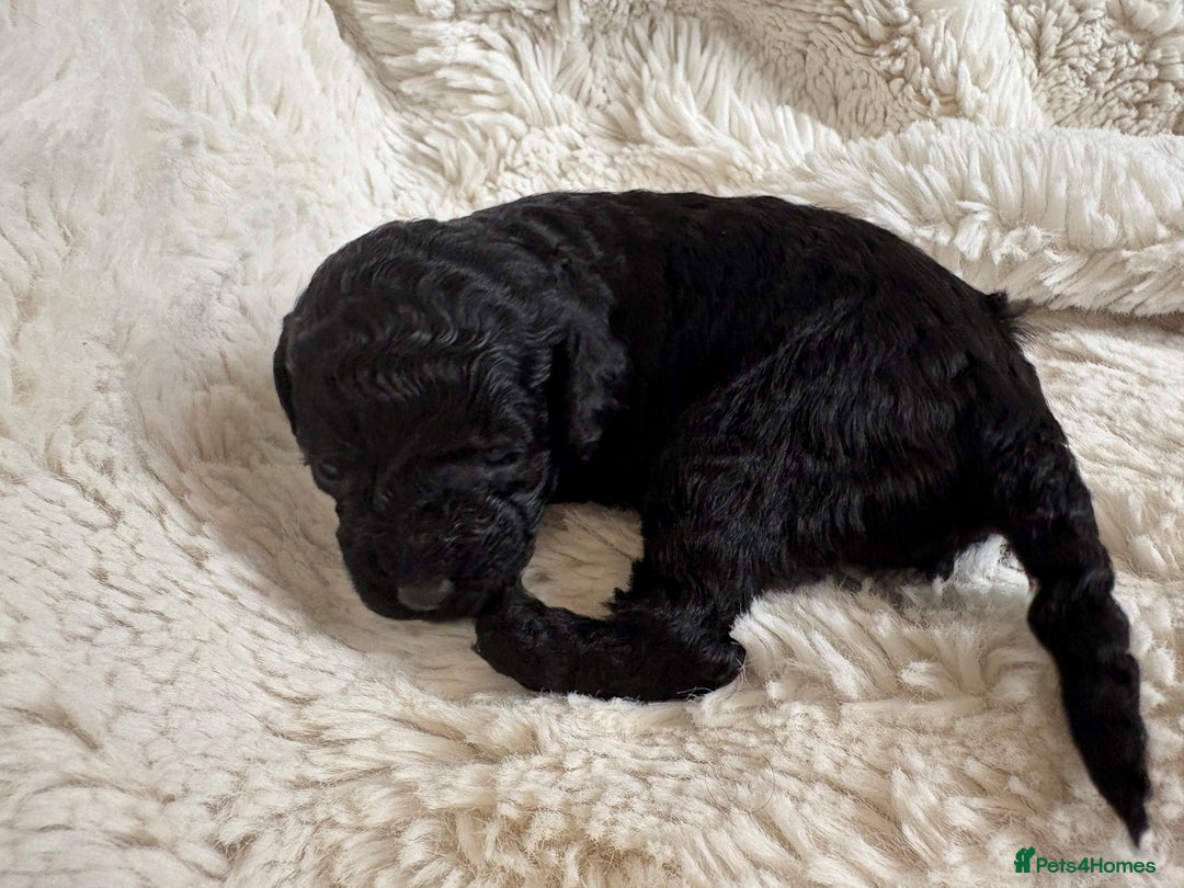 Cavapoo dogs for sale: Beautiful cavapoo puppies from a family home - Advert 17