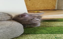 Maine Coon cats for sale: Tica pedigree kittens -ready for reservation  - Image 11