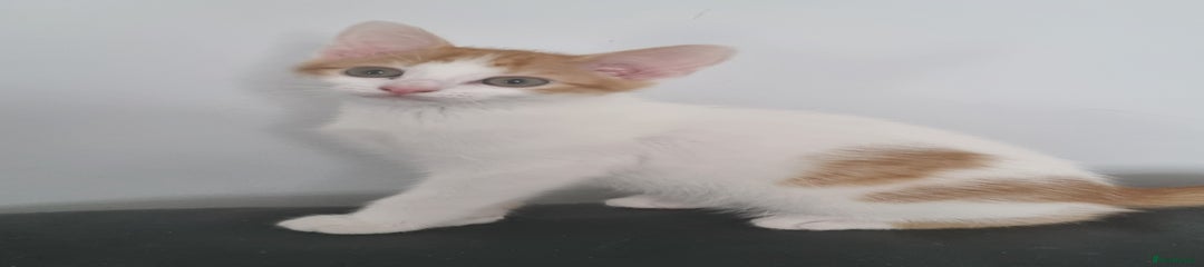 White and Ginger Boy