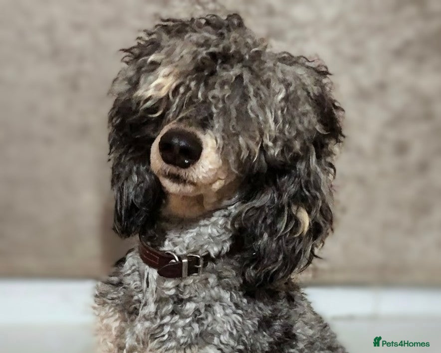 Labradoodle dogs for sale: Unique Labradoodles - Merle, Phantom, Black, Red - Advert 7