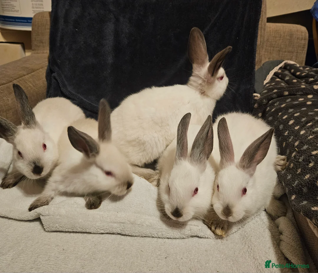 Californian rabbits for sale: Californian bunnies - Advert 3