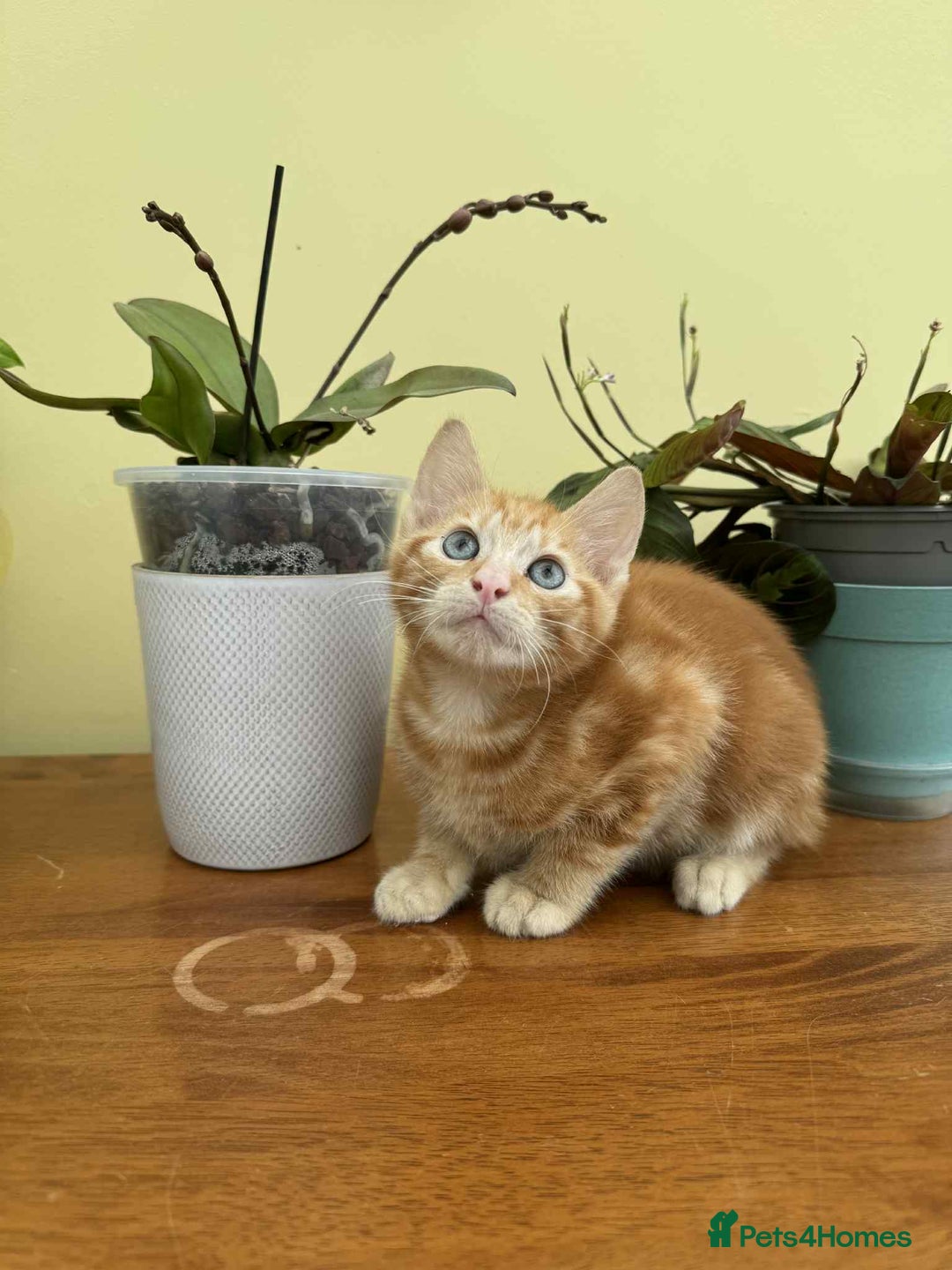 Maine Coon cats for sale: Maine coon cross kittens  - Image 15