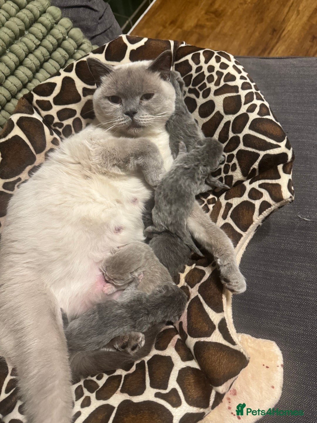 British Shorthair cats for sale: Beautiful British Shorthair Kittens  - Image 1