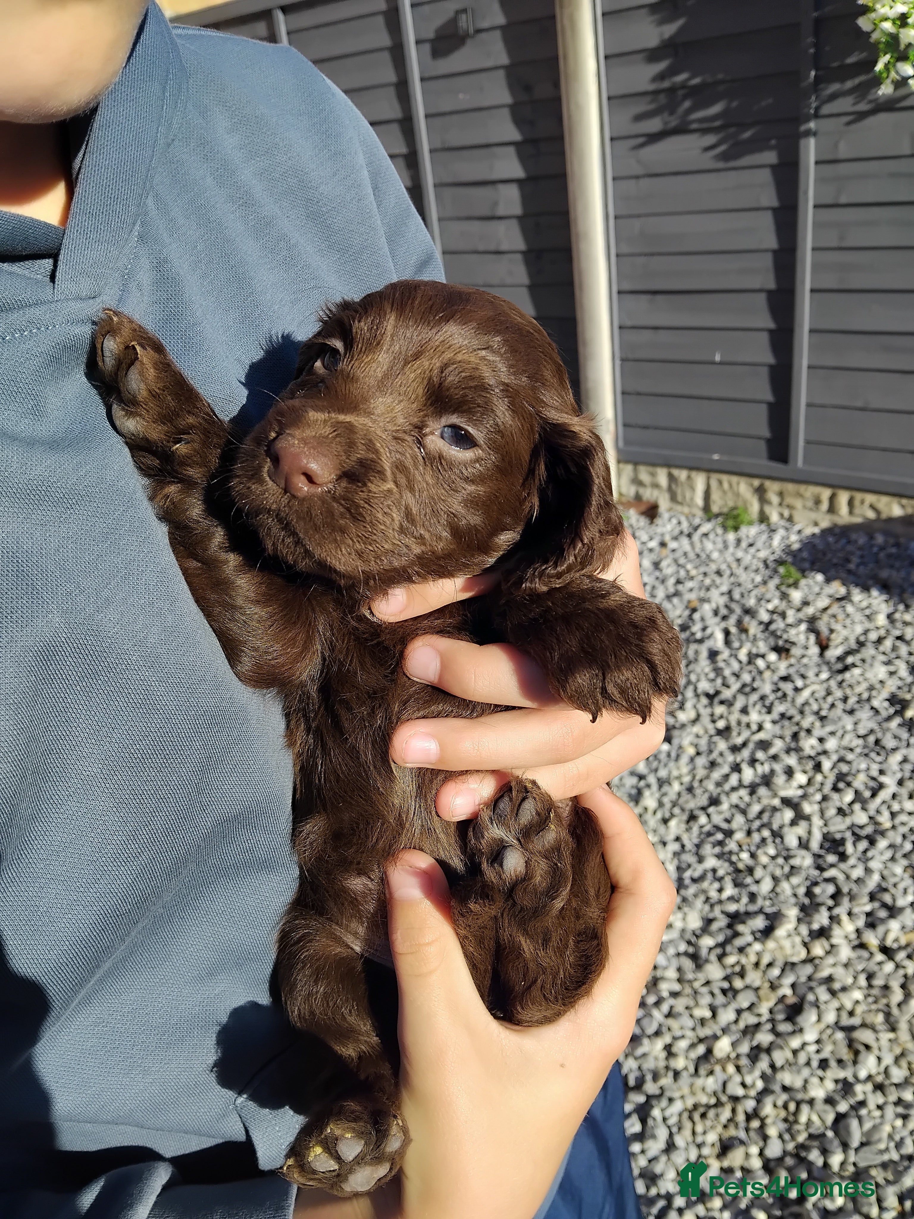 Cocker Spaniel dogs Stunning litter of working cocker spaniels - Advert 2