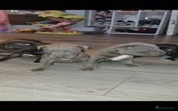 Staffordshire Bull Terrier dogs for sale: Beautiful Staffordshire Bull pups  - Image 5