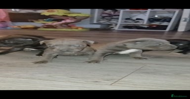 Staffordshire Bull Terrier dogs - Advert 10