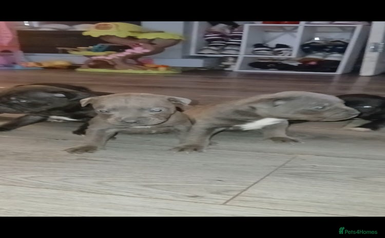 Staffordshire Bull Terrier dogs - Advert 3