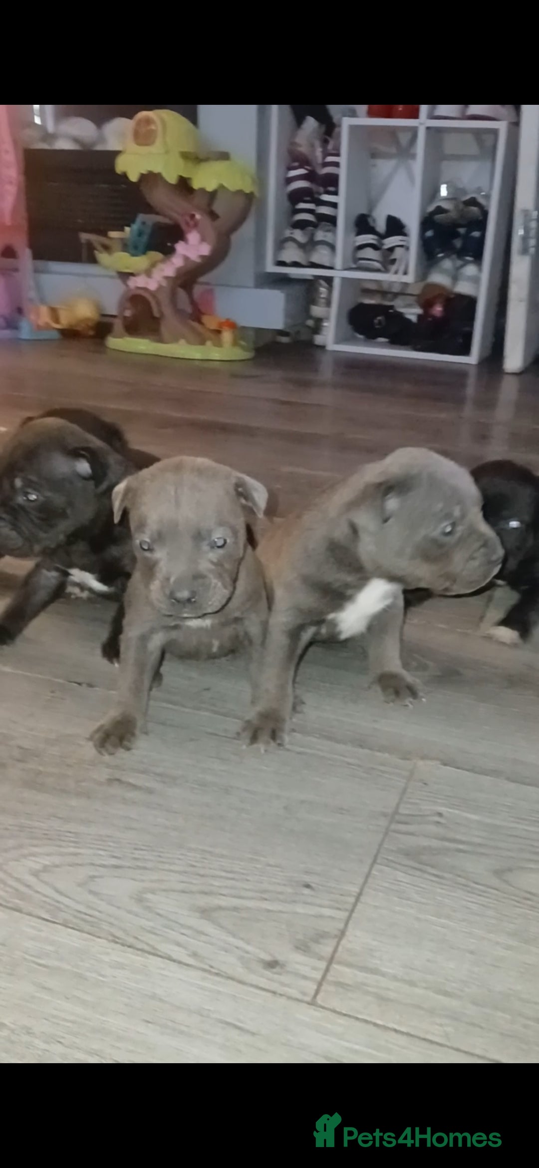 Staffordshire Bull Terrier dogs for sale: Beautiful Staffordshire Bull pups  - Image 5