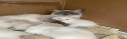 Ragdoll cats for sale: Adorable Ragdoll Kittens for Sale - Advert 9