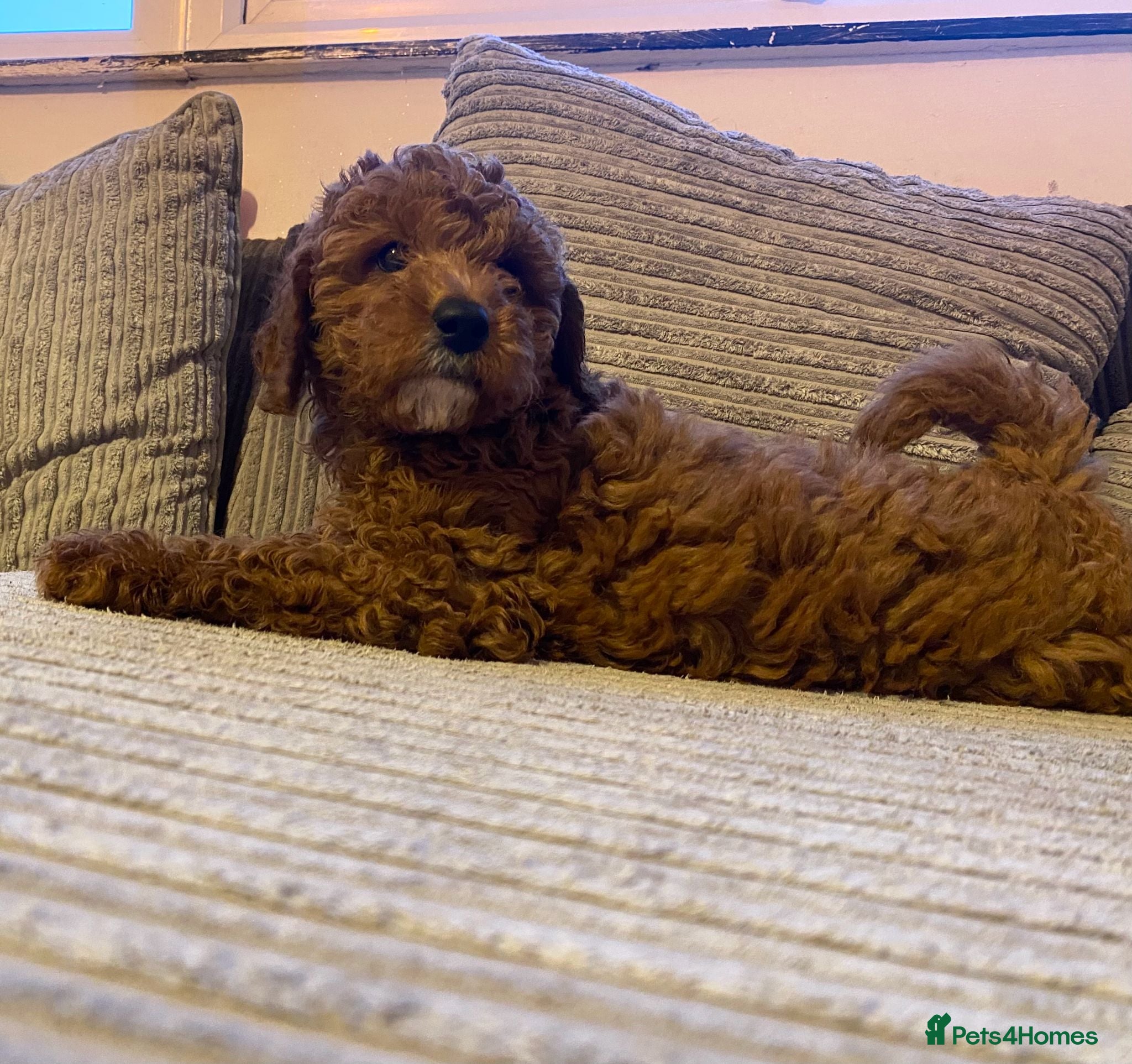 Cavapoo dogs Beautiful fox red cavapoo puppys - Advert 6