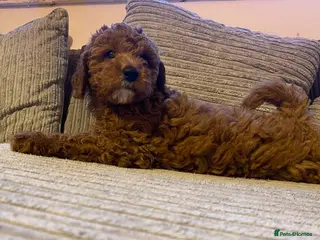Cavapoo dogs Beautiful fox red cavapoo puppys - Advert 6