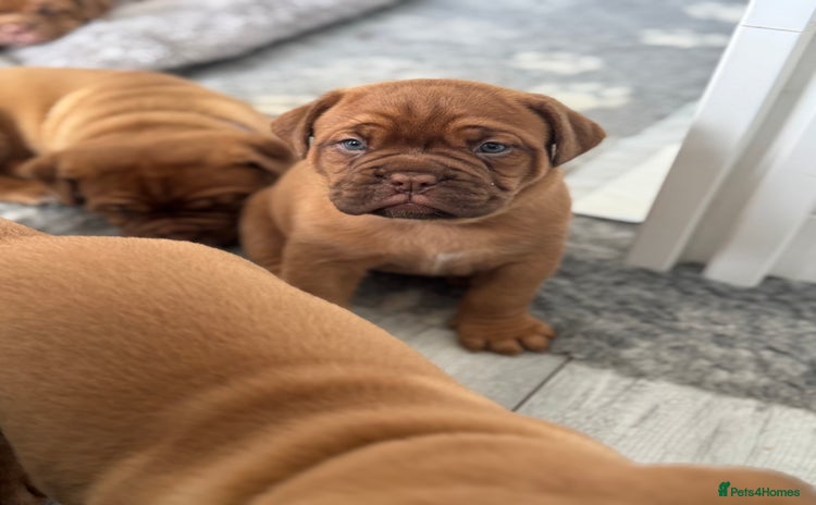 Dogue De Bordeaux dogs - Advert 2