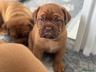 Dogue De Bordeaux dogs - Advert 8